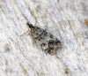 Eudonia lacustrata