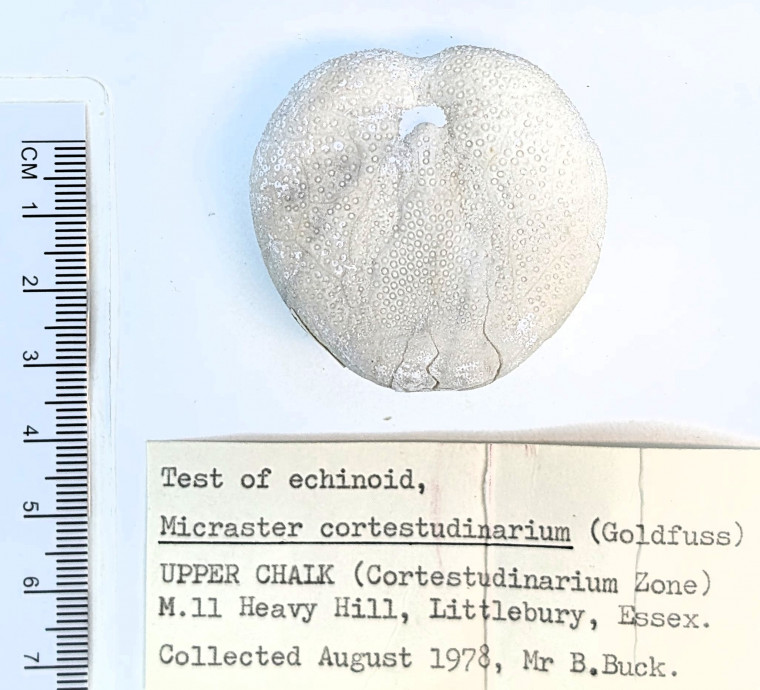 Echinoid Micraster cortestudinarium Littlebury Heavy Hill base Copyright: Essex Field Club 1978 M11