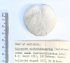 Echinoid Micraster cortestudinarium Littlebury Heavy Hill base