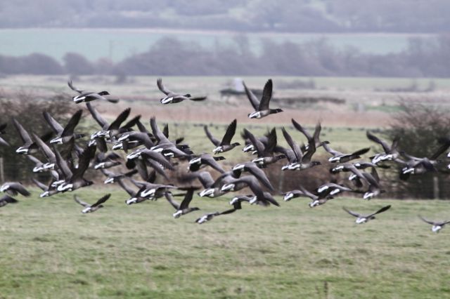 Brent Geese in flight Copyright: Graham Smith