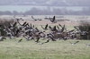 Brent Geese in flight 