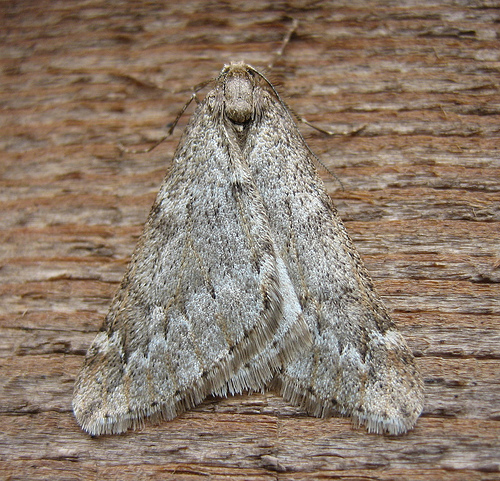 March Moth. Copyright: Stephen Rolls