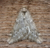 March Moth. Copyright: Stephen Rolls