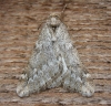March Moth. 