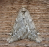 March Moth.