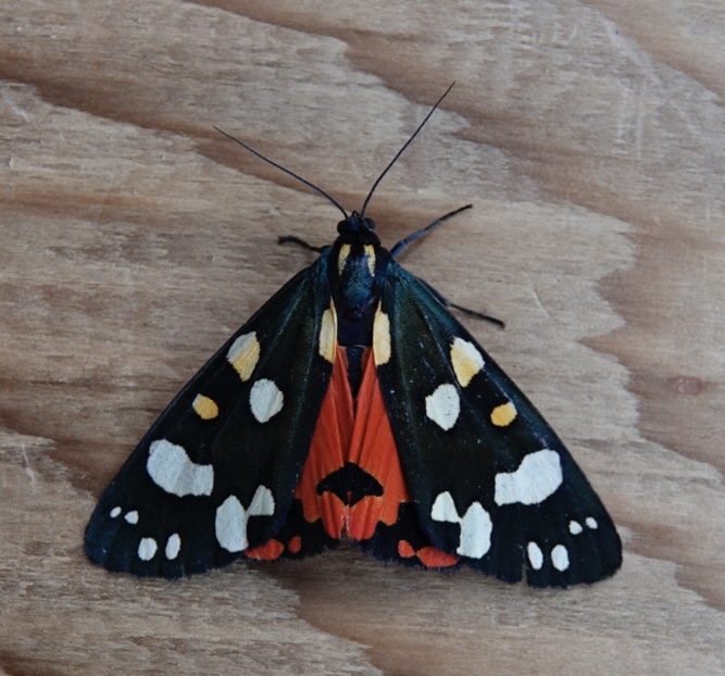 Scarlet Tiger Callimorpha dominula Copyright: Cindy Lawes