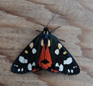 Scarlet Tiger Callimorpha dominula Copyright: Cindy Lawes
