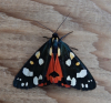 Scarlet Tiger Callimorpha dominula 