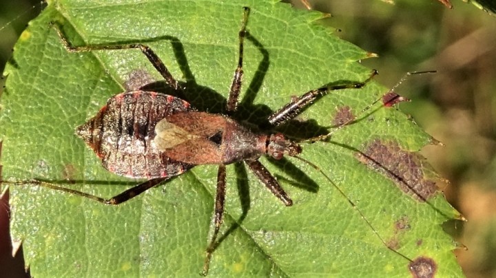 Tree Damsel Bug Himacerus apterus Copyright: Raymond Small