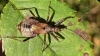 Tree Damsel Bug Himacerus apterus 