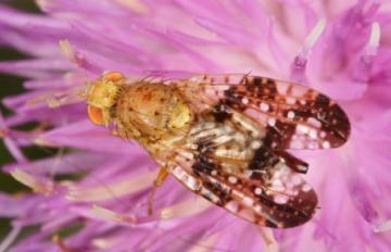 Acinia corniculata