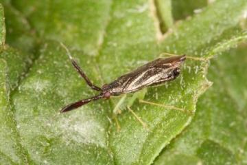 Heterotoma planicornis