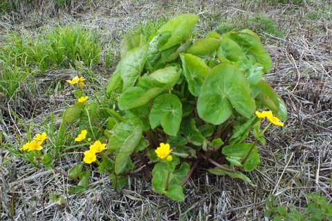 Marsh Marigold Copyright: Peter Pearson