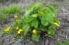 Marsh Marigold  