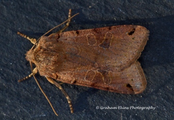 Brown-spot Pinion   Agrochola litura Copyright: Graham Ekins