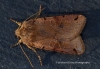 Brown-spot Pinion   Agrochola litura Copyright: Graham Ekins