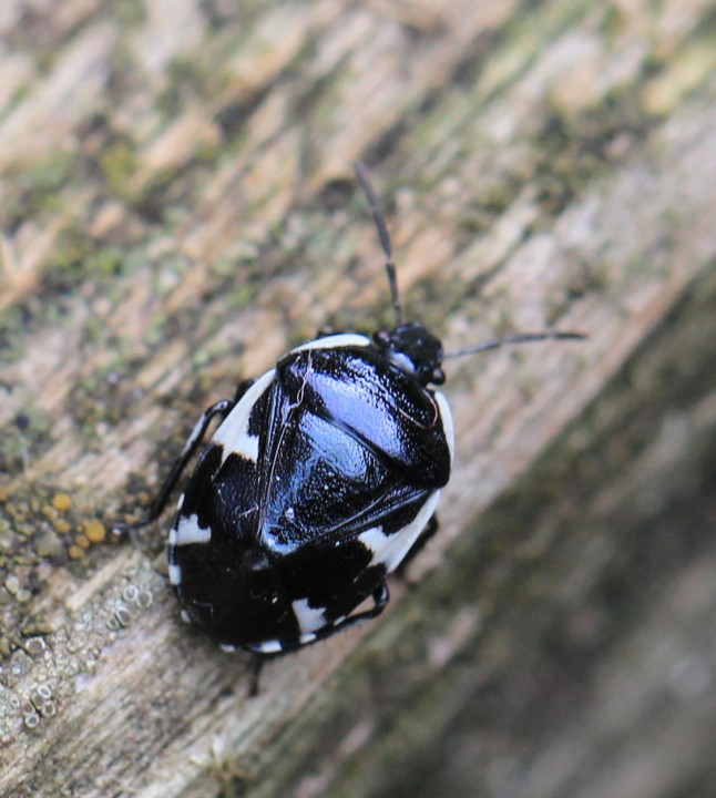 Rambur's pied shieldbug Copyright: Yvonne Couch