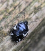 Rambur's pied shieldbug Copyright: Yvonne Couch