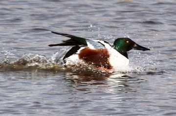 Drake Shoveler Copyright: Graham Smith