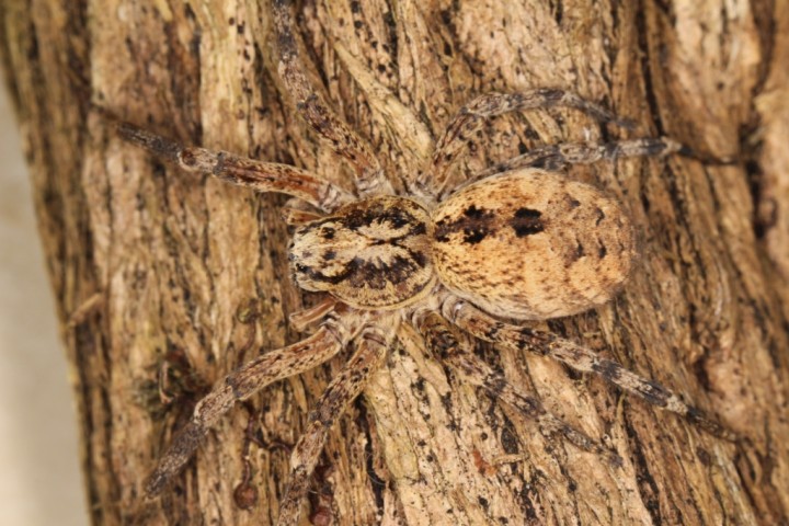 Zoropsis spinimana Copyright: Peter Harvey