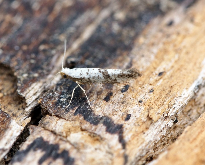 Argyresthia curvella Copyright: Ben Sale