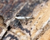 Argyresthia curvella