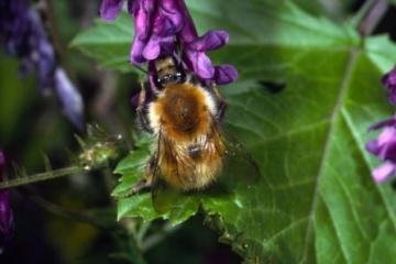 Bombus humilis Copyright: Peter Harvey