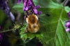 Bombus humilis 