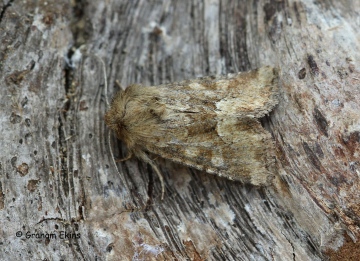 Oligia fasciuncula  Middle-barred Minor 1 Copyright: Graham Ekins