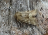 Oligia fasciuncula  Middle-barred Minor 1