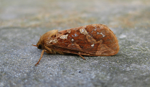 Map Winged Swift. Copyright: Stephen Rolls