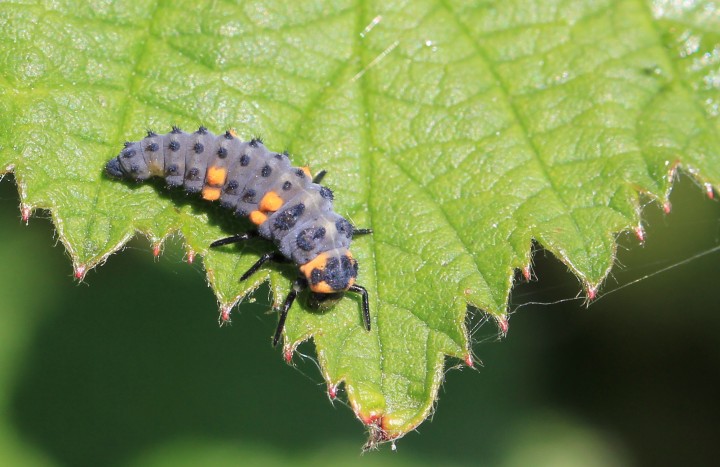 Coccinella septempunctata larva Copyright: Yvonne Couch