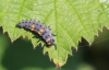 Coccinella septempunctata larva 