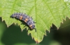 Coccinella septempunctata larva