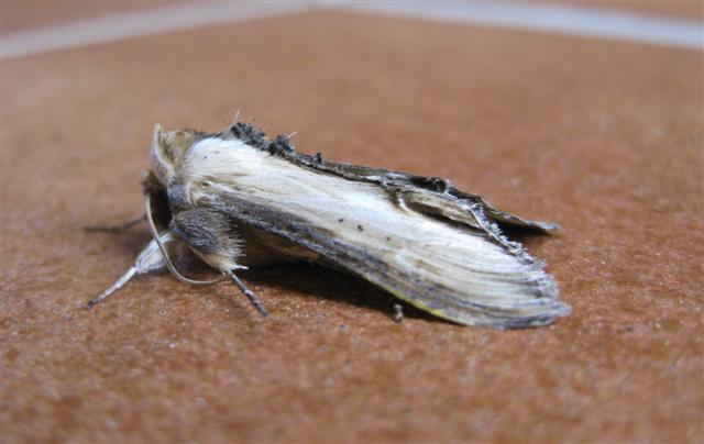 Striped Lychnis Copyright: Stephen Rolls