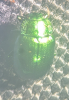 Chrysolina herbacea 