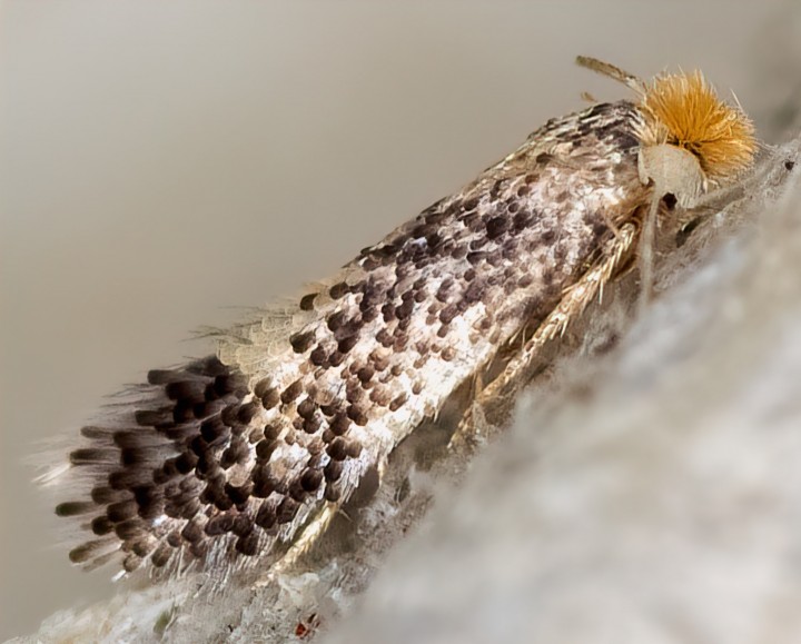 Stigmella aurella agg. 24-07-2021 Copyright: Bill Crooks