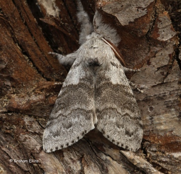 Pale Tussock   Calliteara pudibunda Copyright: Graham Ekins