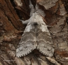 Pale Tussock   Calliteara pudibunda