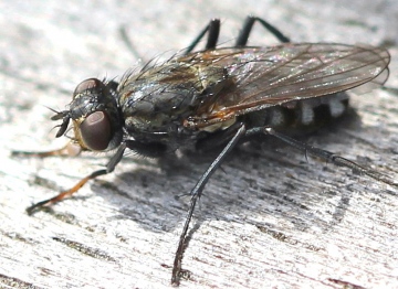 Lispe tentaculata (male) Copyright: Jeremy Richardson