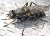 Lispe tentaculata (male) Copyright: Jeremy Richardson