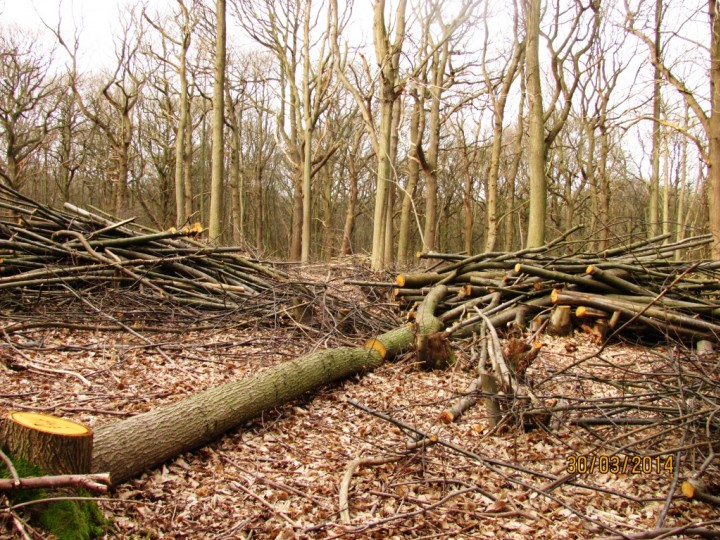 Stoneymore coppice Copyright: Graham Smith