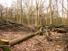 Stoneymore coppice 