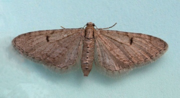 Ochreous Pug  Eupithecia indigata Copyright: Graham Ekins