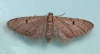 Ochreous Pug  Eupithecia indigata 