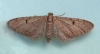 Ochreous Pug  Eupithecia indigata