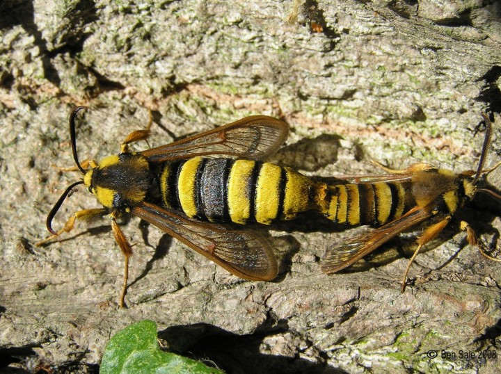 Hornet Moths mating Copyright: Ben Sale