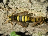 Hornet Moths mating Copyright: Ben Sale