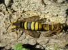 Hornet Moths mating