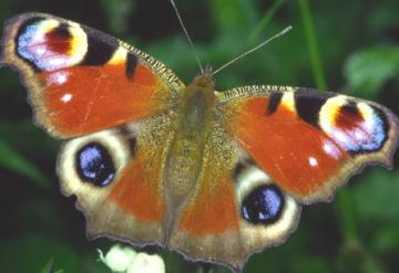 Inachis io Copyright: Peter Harvey